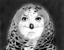 owl
