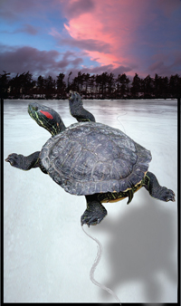turtle